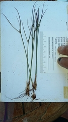 Oreojuncus