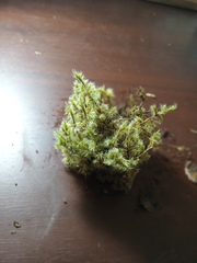 Racomitrium pruinosum