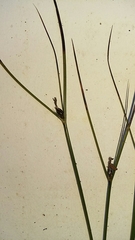 Oreojuncus
