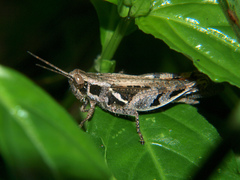 Catantops melanostictus