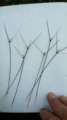 Oreojuncus