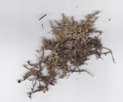 Racomitrium pruinosum