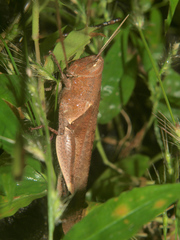 Oxycatantops adustus