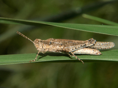 Acrotylini