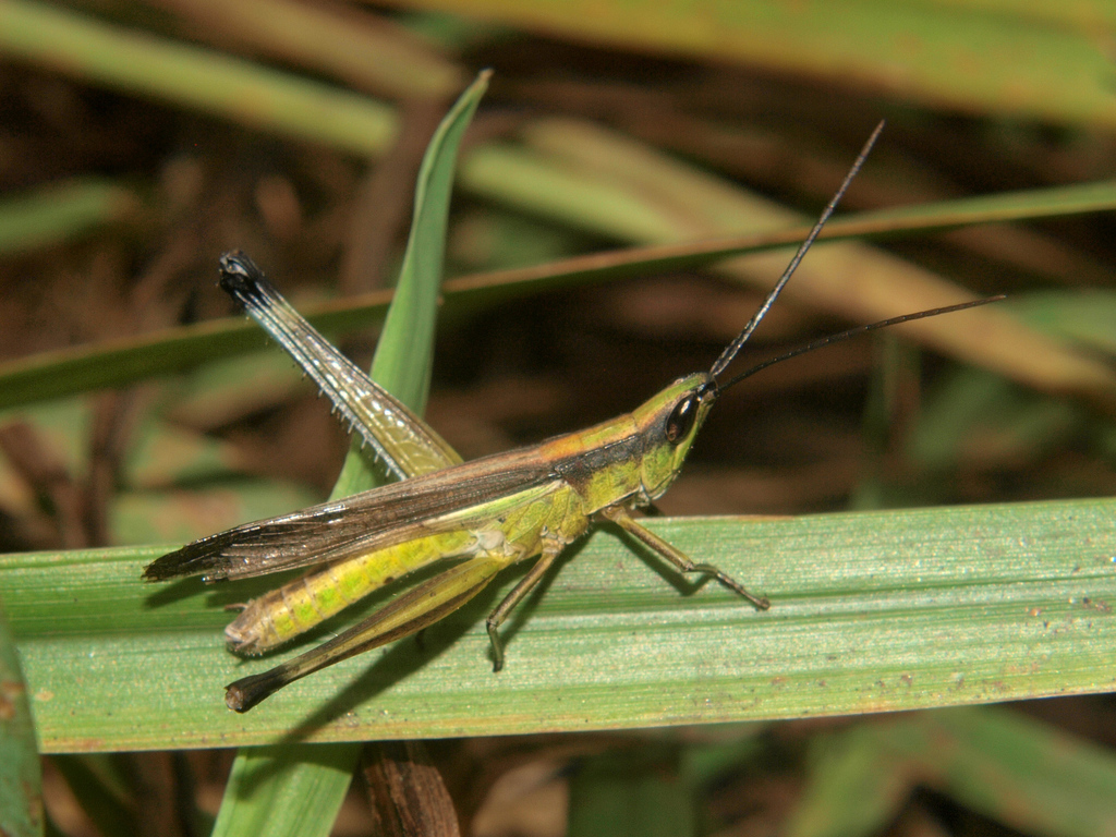 Orthochtha dimorphipes