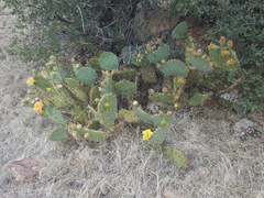 Opuntia engelmannii engelmannii