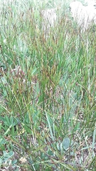 Oreojuncus