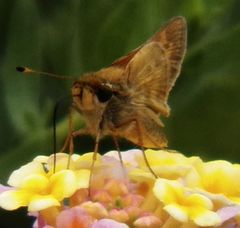 Atalopedes campestris huron