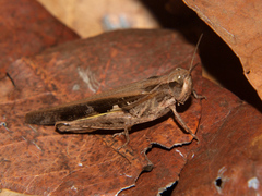 Aiolopus thalassinus