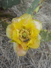 Opuntia engelmannii engelmannii