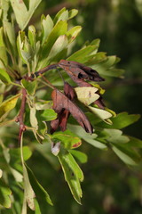 Monilinia johnsonii
