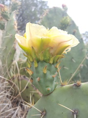 Opuntia engelmannii engelmannii