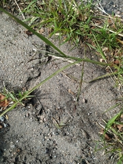 Eragrostis amurensis