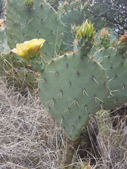 Opuntia engelmannii engelmannii