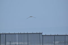 Pelecanus occidentalis