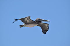 Pelecanus occidentalis