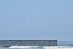 Pelecanus occidentalis