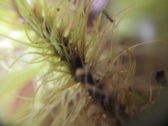 Dicranoloma robustum