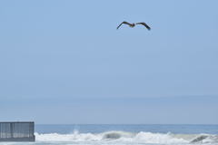 Pelecanus occidentalis