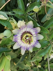 Passiflora caerulea