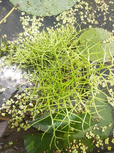 Ceratopteris thalictroides iNat (1)