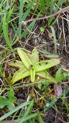 Pinguicula alpina