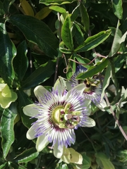 Passiflora caerulea