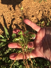 Oxalis pes-caprae sericea