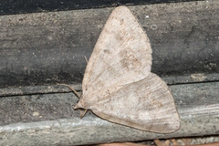 Macaria loricaria