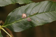 Dasineura fraxinea