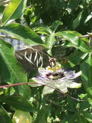 Passiflora caerulea