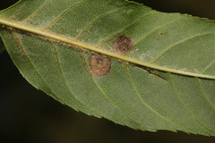 Dasineura fraxinea