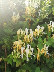 Lonicera japonica