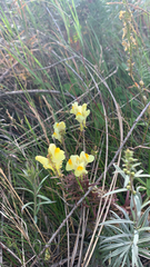 Linaria vulgaris
