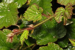 Rubus tricolor