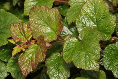 Rubus tricolor