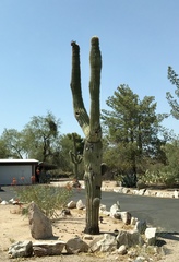 Carnegiea gigantea