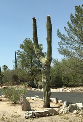 Carnegiea gigantea