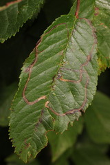 Lyonetia clerkella