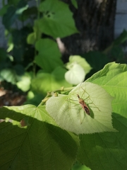 Zelus renardii