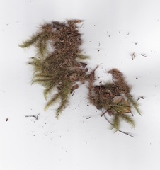 Dicranoloma robustum