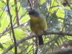 Eopsaltria australis australis