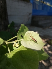 Zelus renardii