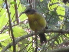 Eopsaltria australis australis