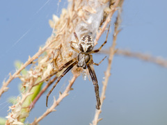 Araneus pallasi