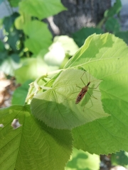 Zelus renardii