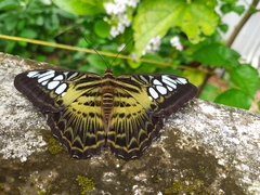 Parthenos sylvia