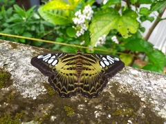 Parthenos sylvia