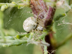 Araneus pallasi