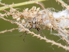 Araneus pallasi